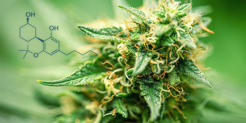 What is hexahydrocannabinol (HHC)?