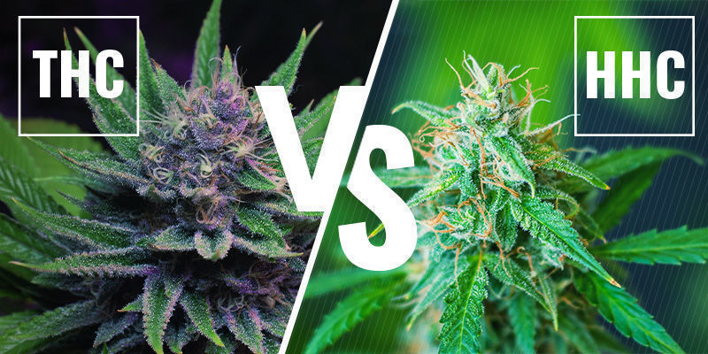 What is the difference between HHC and THC?