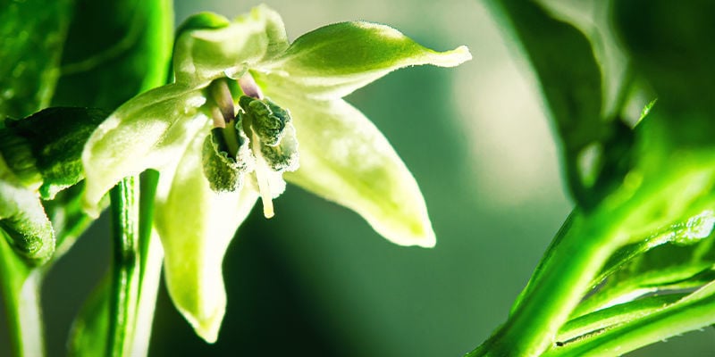 Are chilli plants self-pollinating?