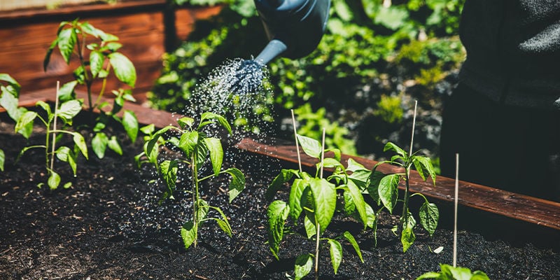 Should you plant hot peppers in raised garden beds?