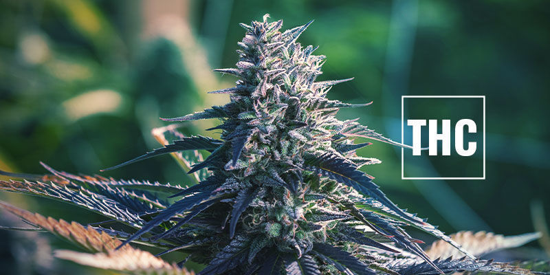 The Best And Worst Types Of Cannabis Highs - Zamnesia Blog