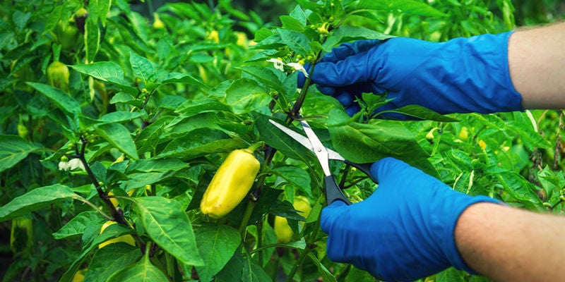 How to prune hot pepper plants