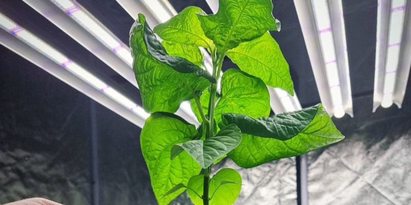 Growing Chillies Hydroponically: Is It Worth The Fuss?