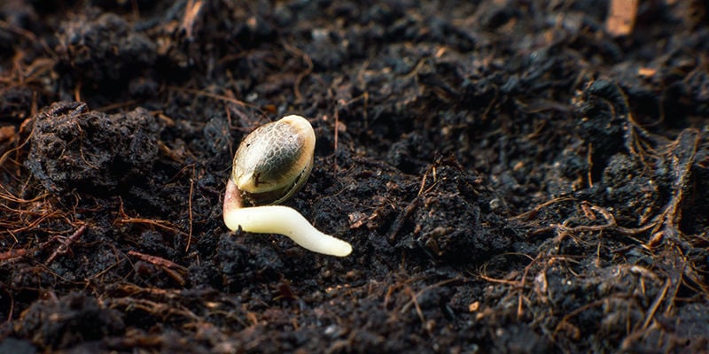  Germinate only the seeds you need