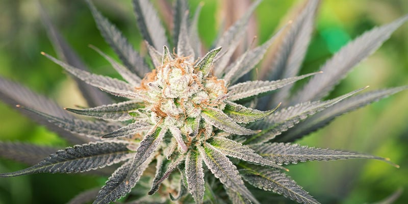 What Are The Advantages Of Feminized Cannabis Seeds?