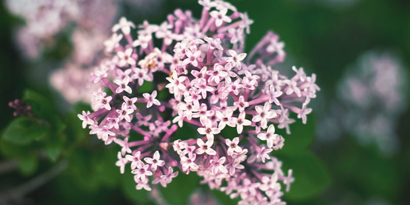 What Is Valerian?