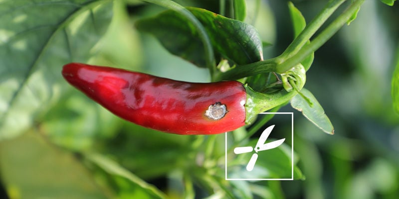 Is it Safe to Consume Hot Peppers with Blossom-End Rot?