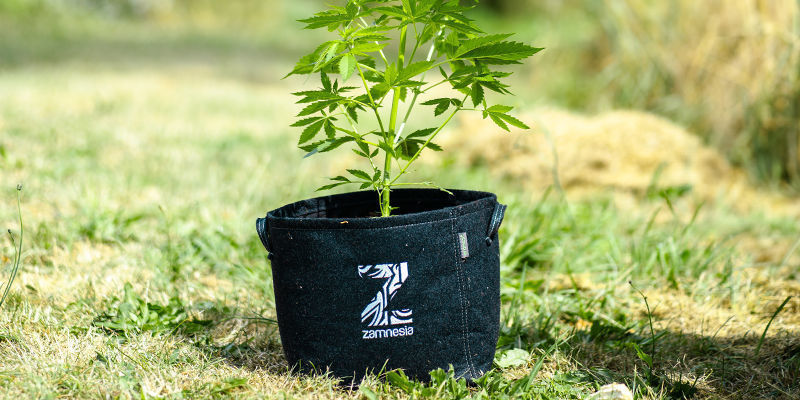 Once sufficiently clean, make sure to wait until your fabric pots are completely dry before using them to grow cannabis once more