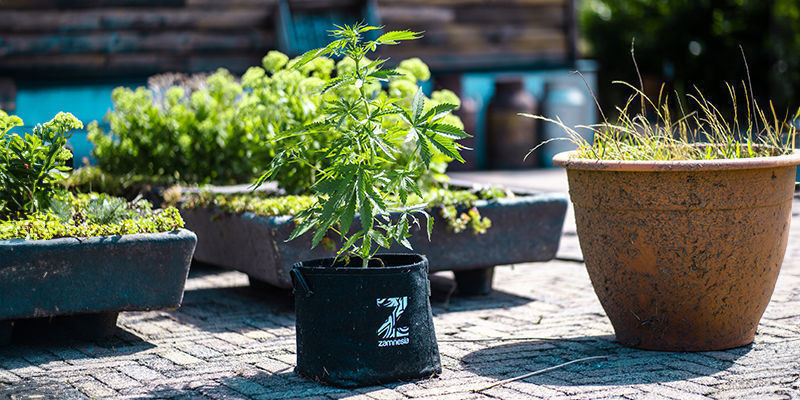 Why bother to clean fabric plant pots?