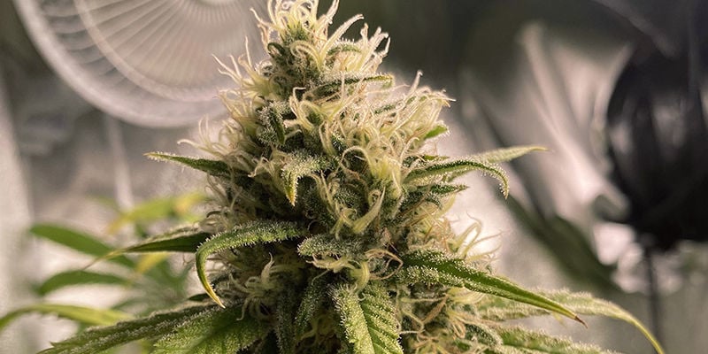 5 Cannabis Strains That Contain Myrcene