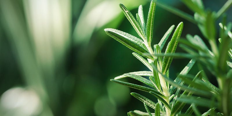 What Is Pinene?