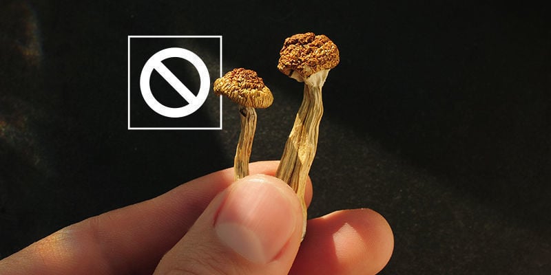 Taking a break from psychedelic mushrooms to reset your tolerance