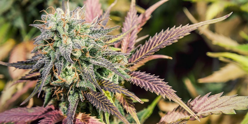 5 Cannabis Strains That Contain Limonene