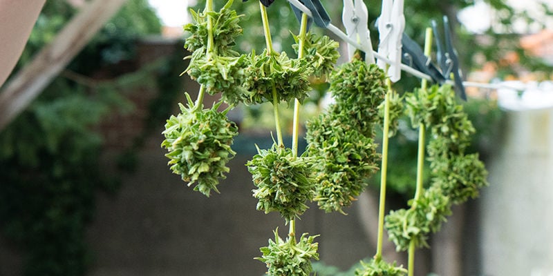 Drying weed in the sun