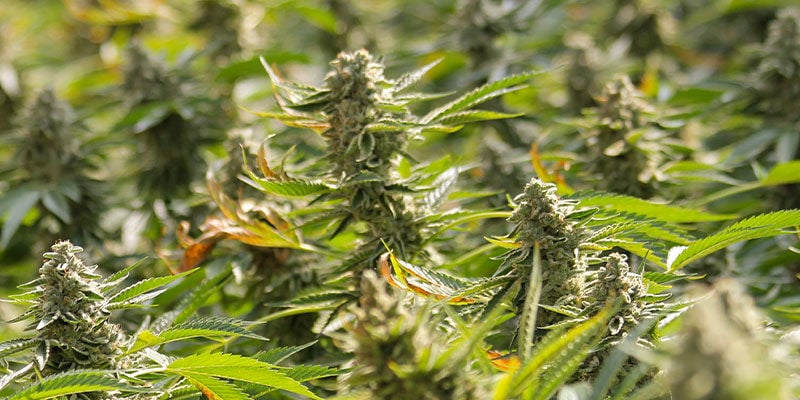 F1 Hybrids: More THC And Bigger Yields