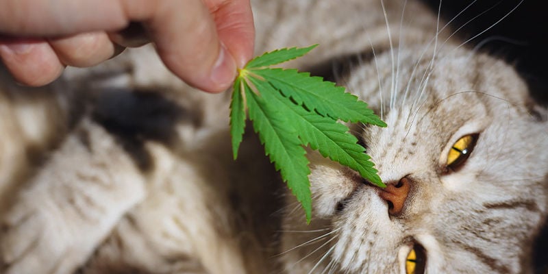 How does cannabis affect cats?