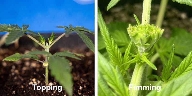 Getting to grips with topping and fimming