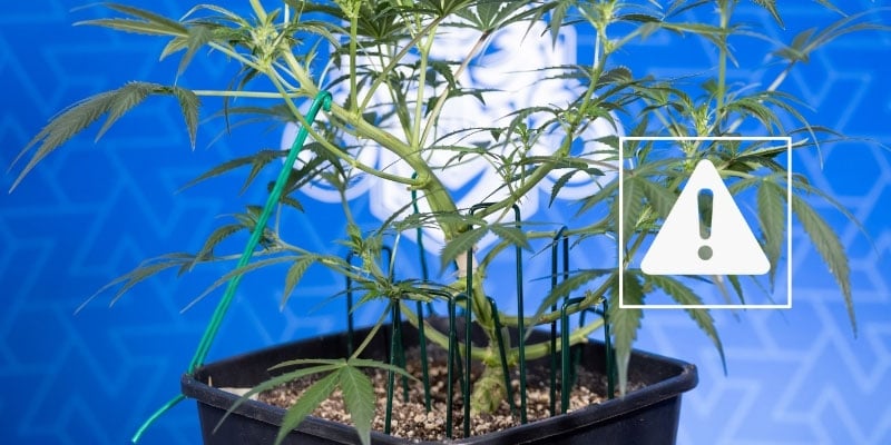 Potential risks and how to avoid them