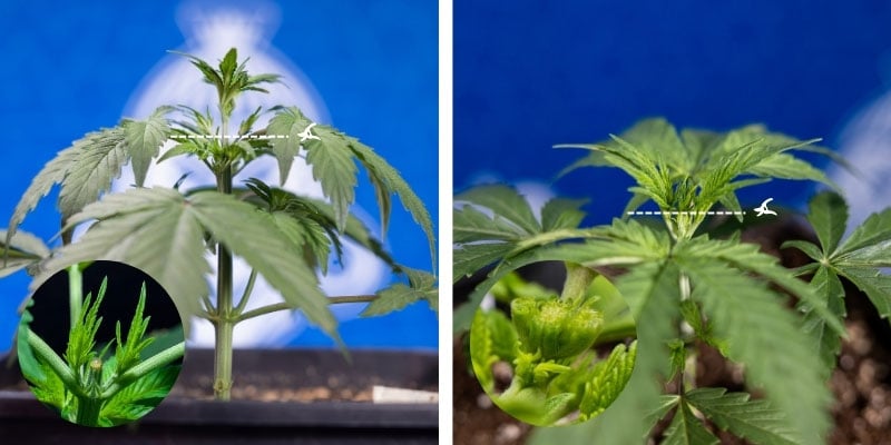 Timing and technique tips