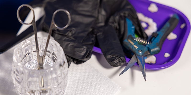 Tools and tips for topping and fimming