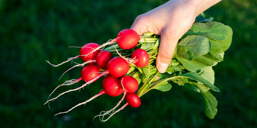 Radishes