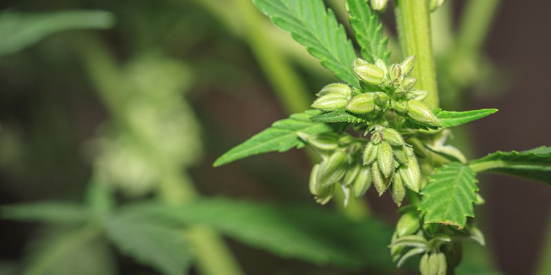 How are cannabis strains created?