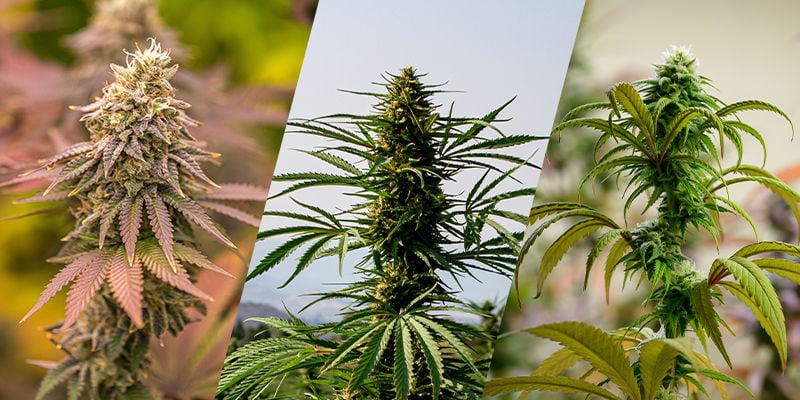 Indica, sativa, ruderalis: the building blocks of cannabis genetics