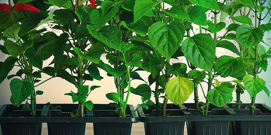 Propagating Salvia Divinorum From Your Cutting Propagating Salvia Divinorum from your cutting