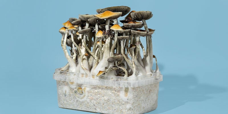 How To Choose The Right Magic Mushroom Grow Kit