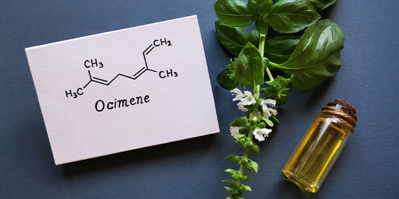 What is ocimene?