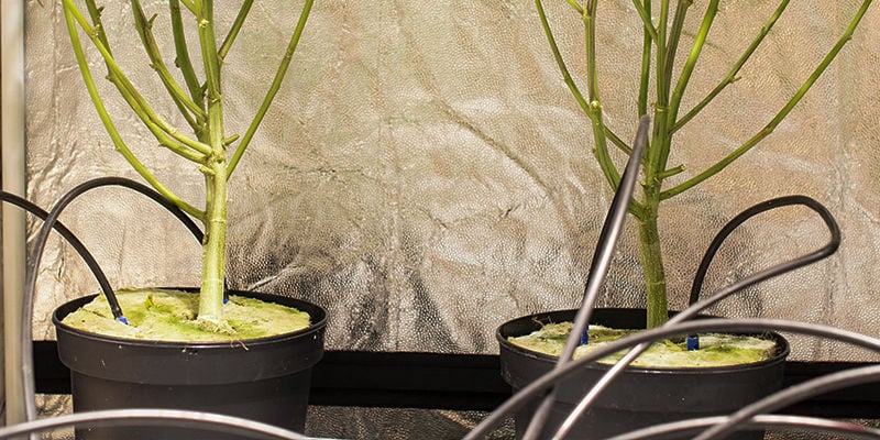 How does crop steering cannabis work?