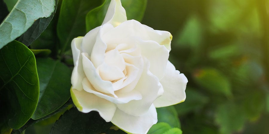 Gardenia