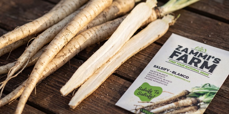 Salsify blanco Salsify blanco