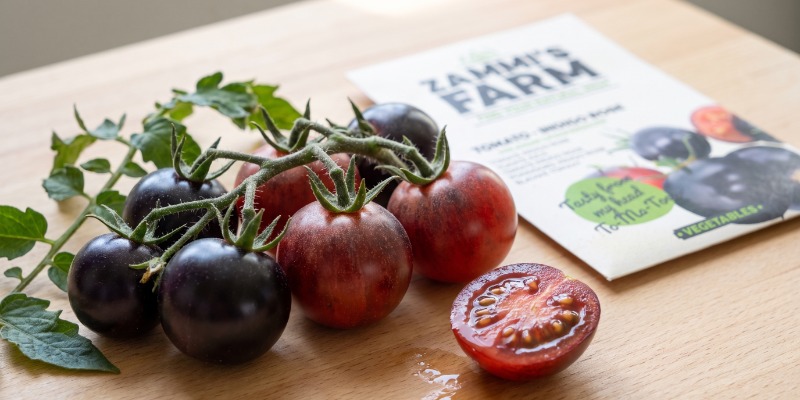 Indigo rose cherry tomato Indigo rose cherry tomato