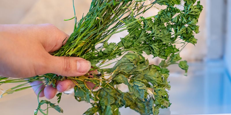 Can I Store Dried Herbs In The Freezer?