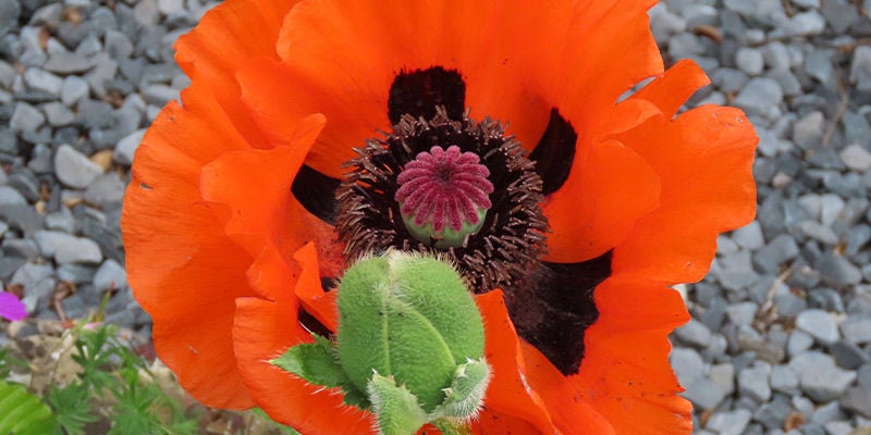 Great Scarlet Poppy (Papaver Bracteatum)