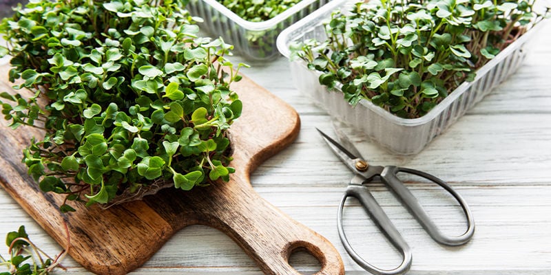 Microgreens: seedlings packed with benefits