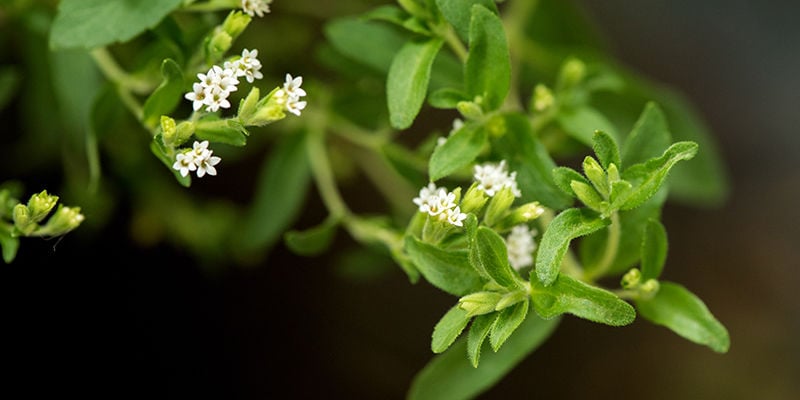 What Is Stevia?