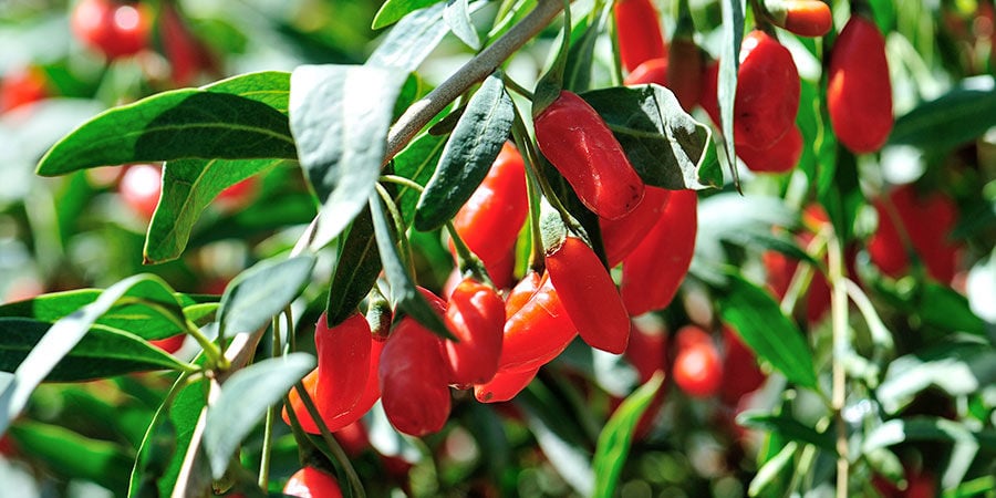 Goji Berries