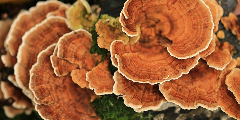 Turkey Tail