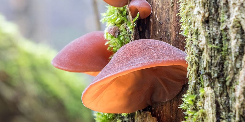 Wood Ear Mushroom / Juda's Ear