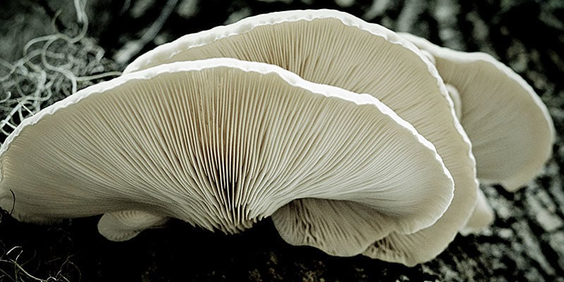 Oyster Mushrooms