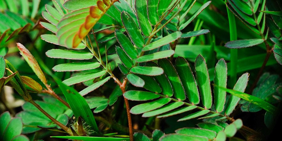 Sensitive Plant