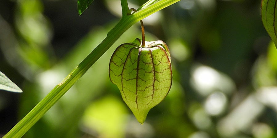 Physalis Ixocarpa Tomatillo