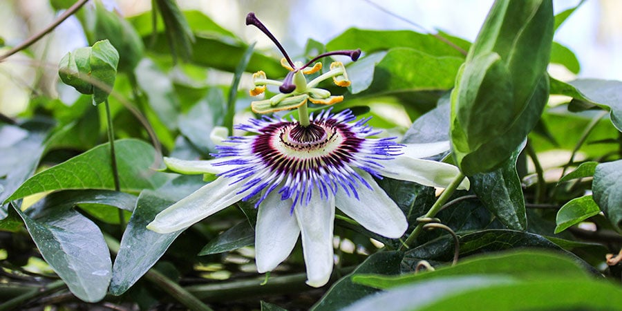 Passion Flower