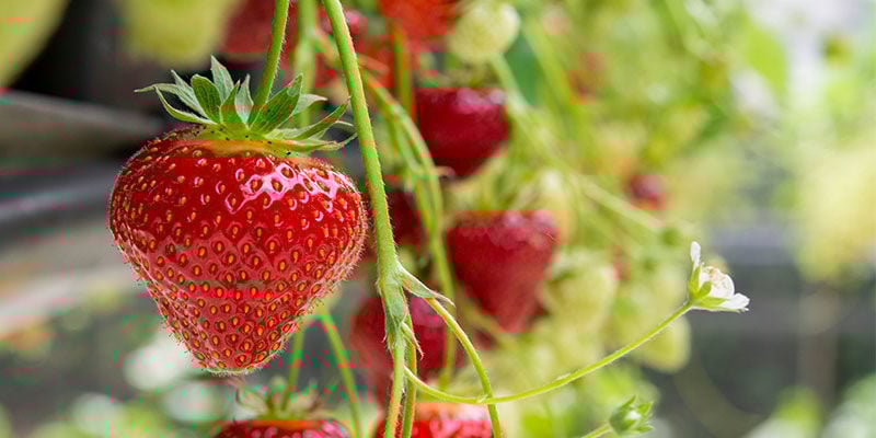 Strawberry