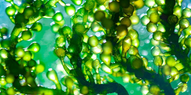 What Is Spirulina?