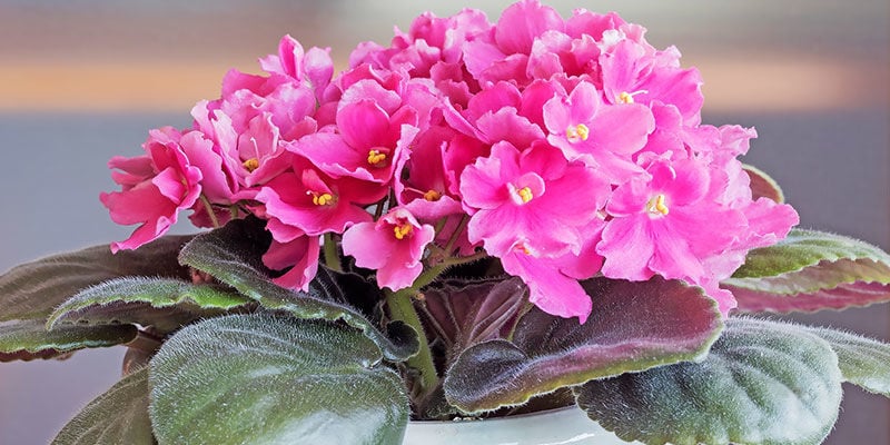 African Violet