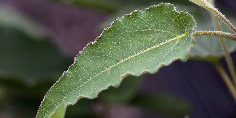 Lemon-Scented Gum