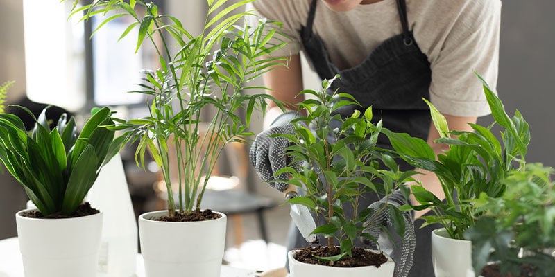 Why Grow Plants Indoors?